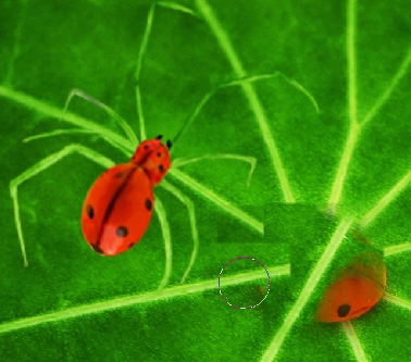 Creation of Ladybug Spider : Step 5